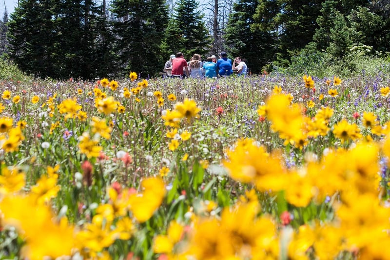 Meadow Picnic
