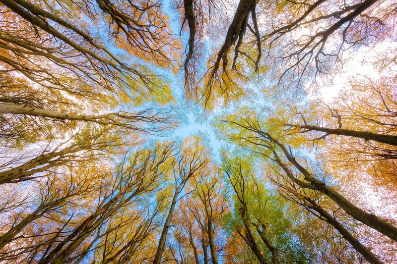 Tree Canopy Dinner
